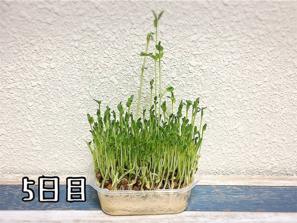 f:id:oki-gura:20190724133104j:image f:id:oki-gura:20190724133104j:image