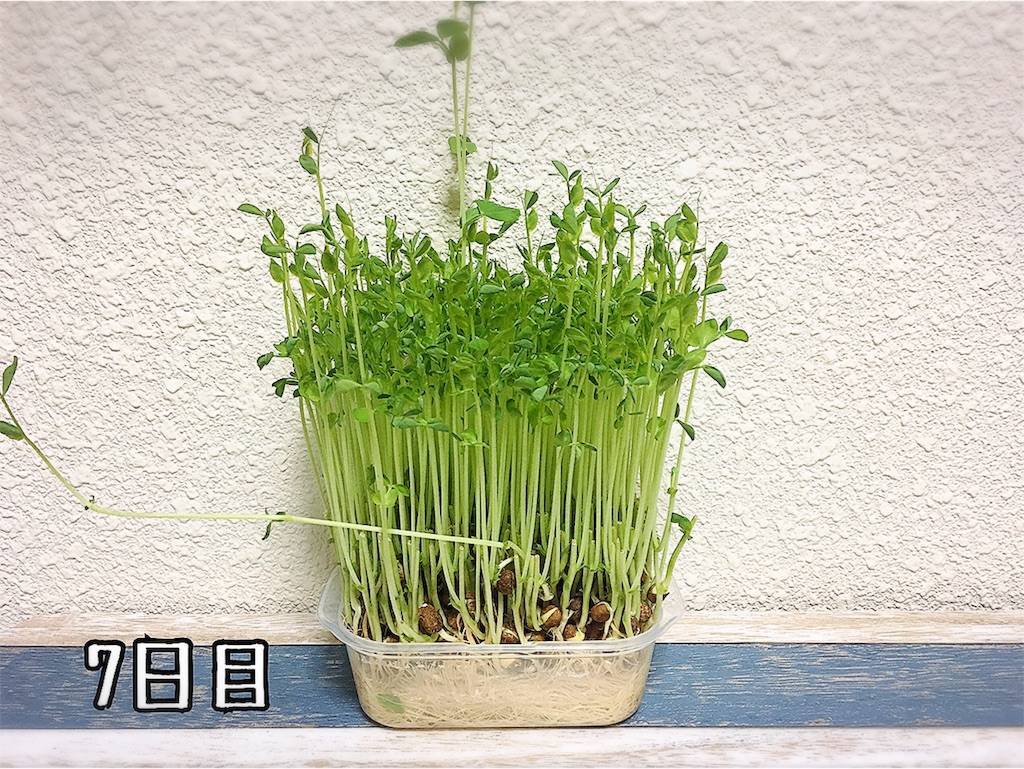 f:id:oki-gura:20190724133134j:image f:id:oki-gura:20190724133134j:image