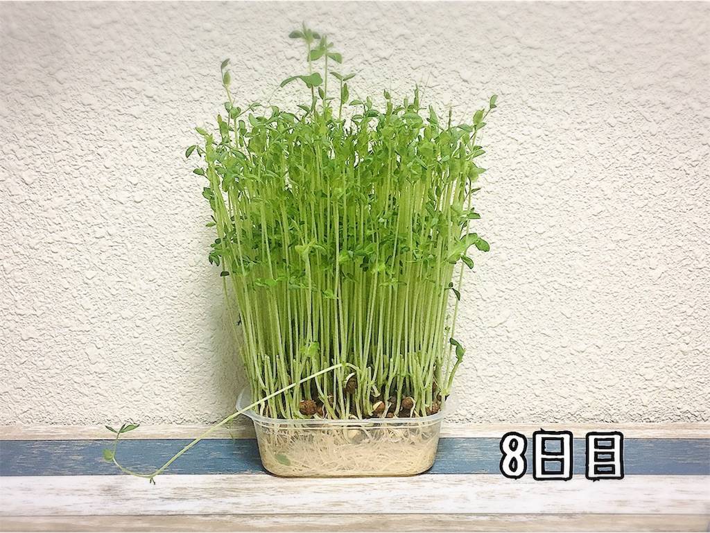 f:id:oki-gura:20190724133144j:image f:id:oki-gura:20190724133144j:image