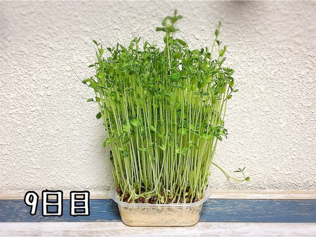 f:id:oki-gura:20190724133155j:image f:id:oki-gura:20190724133155j:image