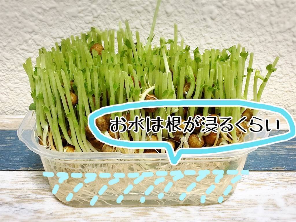 f:id:oki-gura:20190724134157j:image f:id:oki-gura:20190724134157j:image