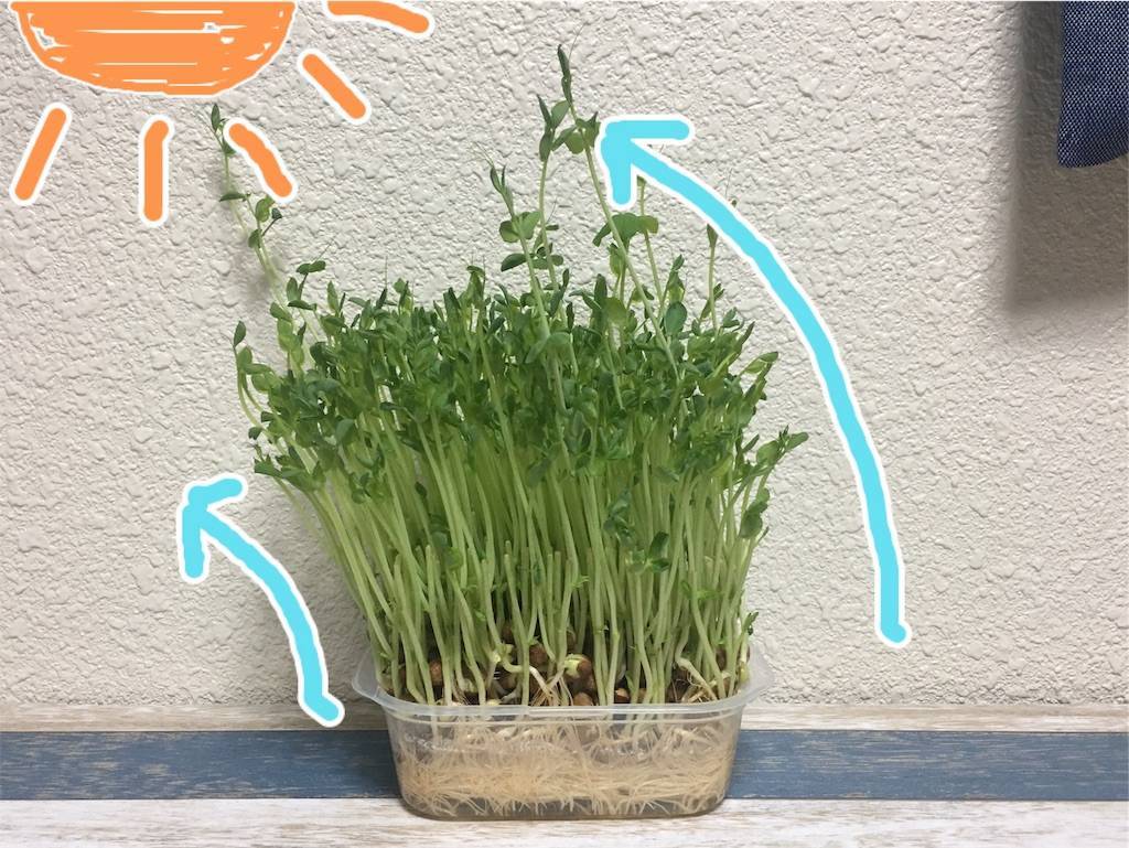 f:id:oki-gura:20190724205106j:image f:id:oki-gura:20190724205106j:image