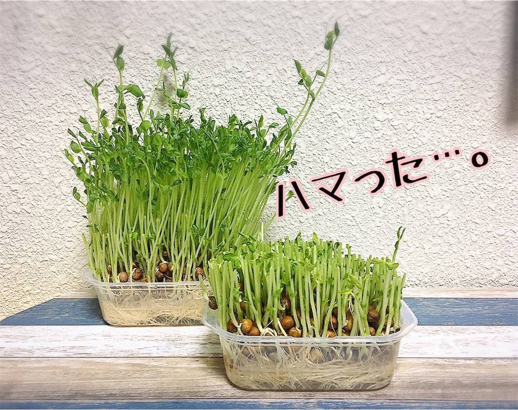 f:id:oki-gura:20190724205626j:image f:id:oki-gura:20190724205626j:image