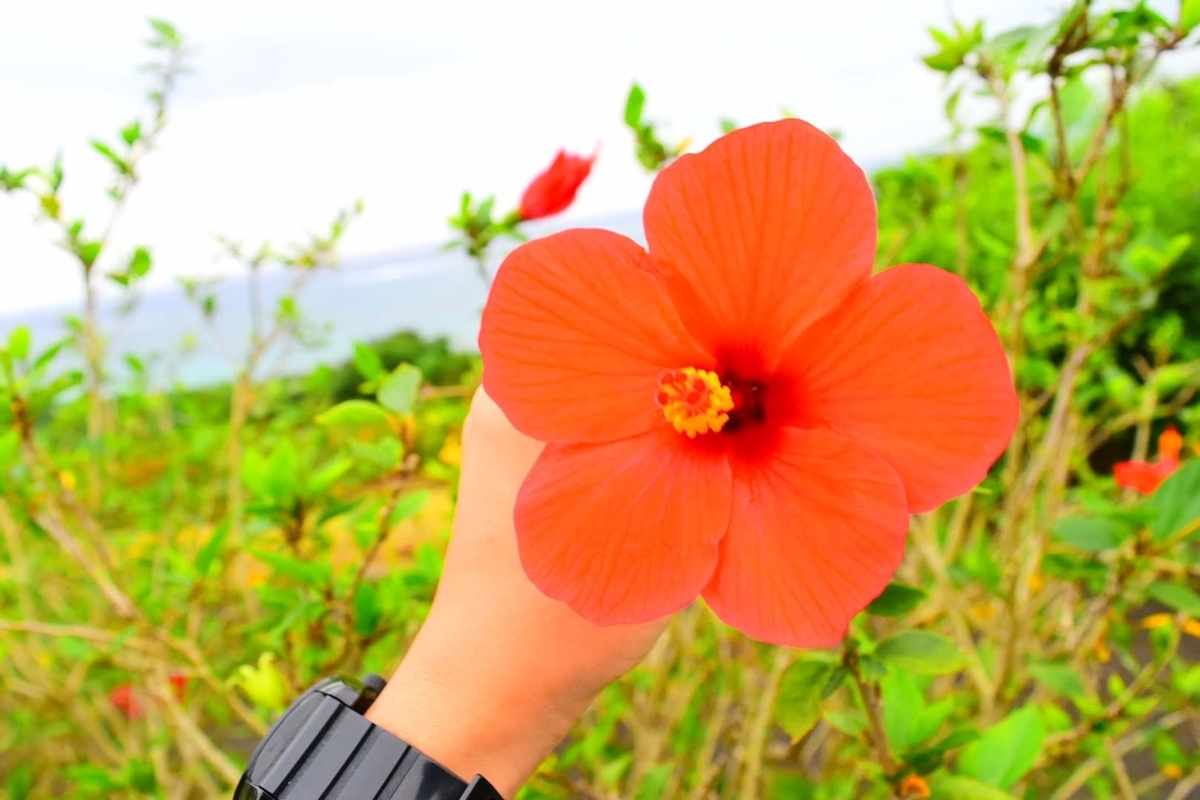 f:id:oki-rika:20190415211755j:plain f:id:oki-rika:20190415211755j:plain