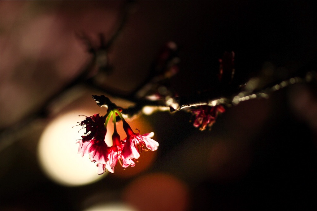 f:id:oki-umeboshi:20170212020735j:image