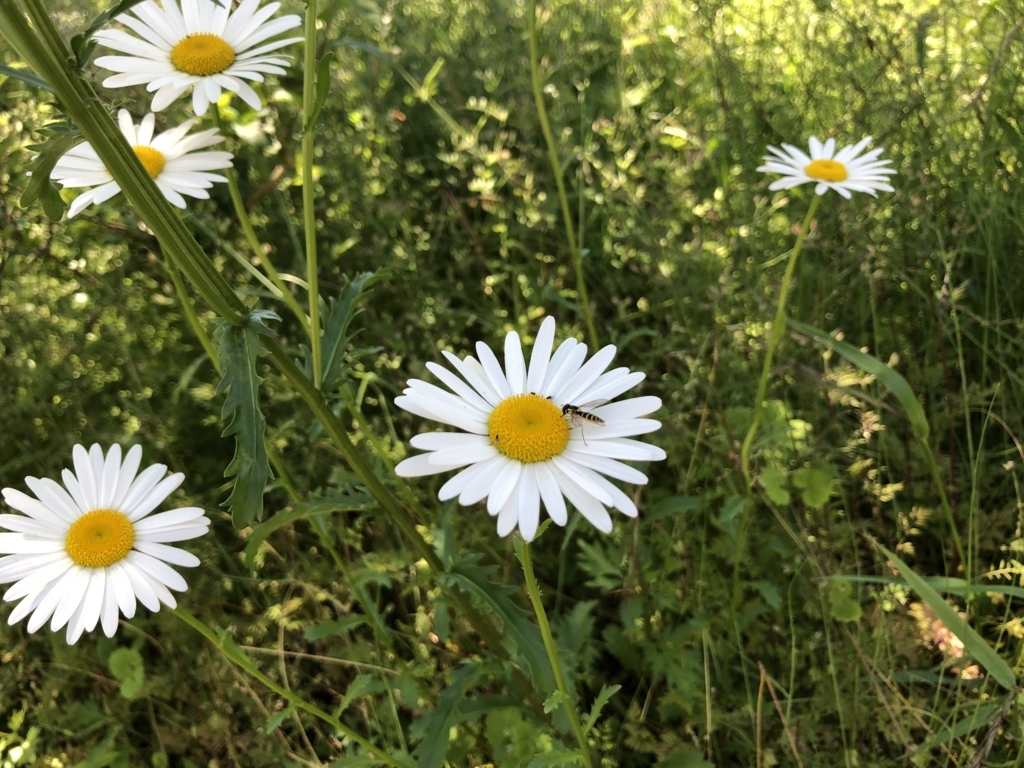 f:id:okie50asobi:20180521173305j:plain f:id:okie50asobi:20180521173305j:plain