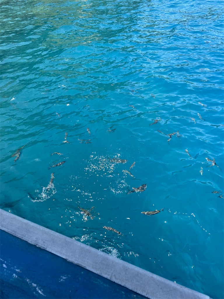 f:id:okie50asobi:20230521215145j:image f:id:okie50asobi:20230521215145j:image