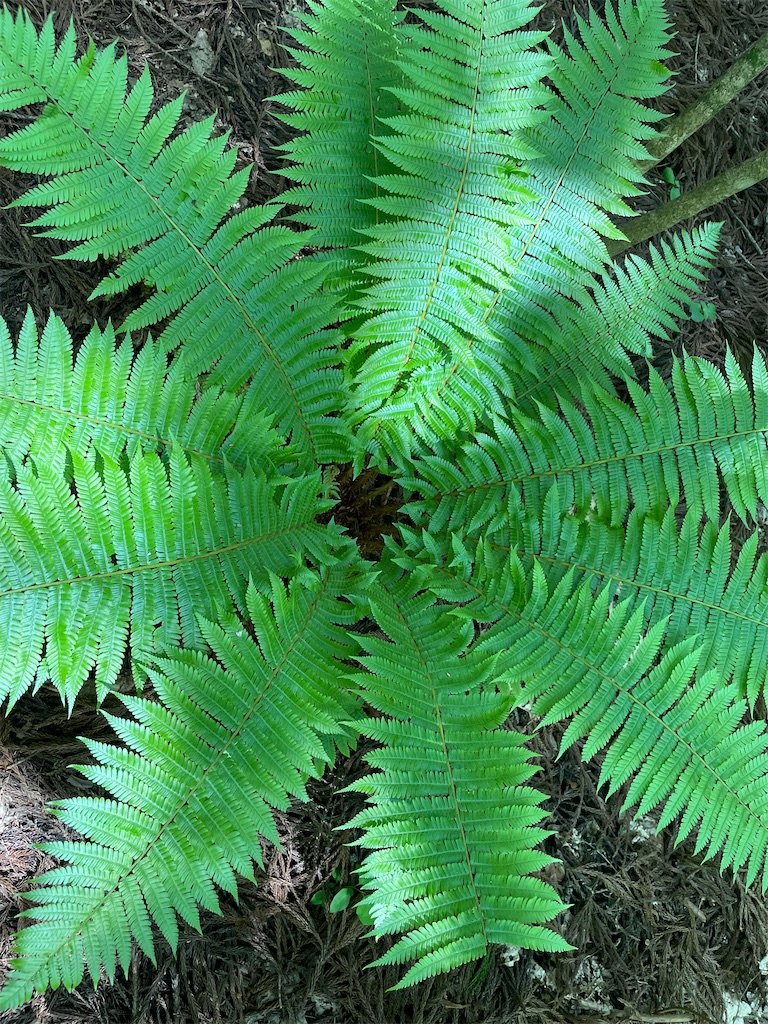 f:id:okie50asobi:20240515220114j:image f:id:okie50asobi:20240515220114j:image