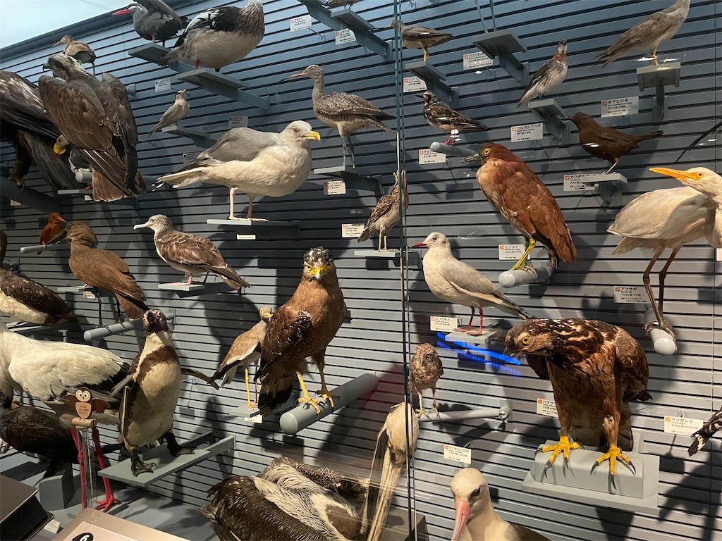 f:id:okie50asobi:20240729221425j:image f:id:okie50asobi:20240729221425j:image