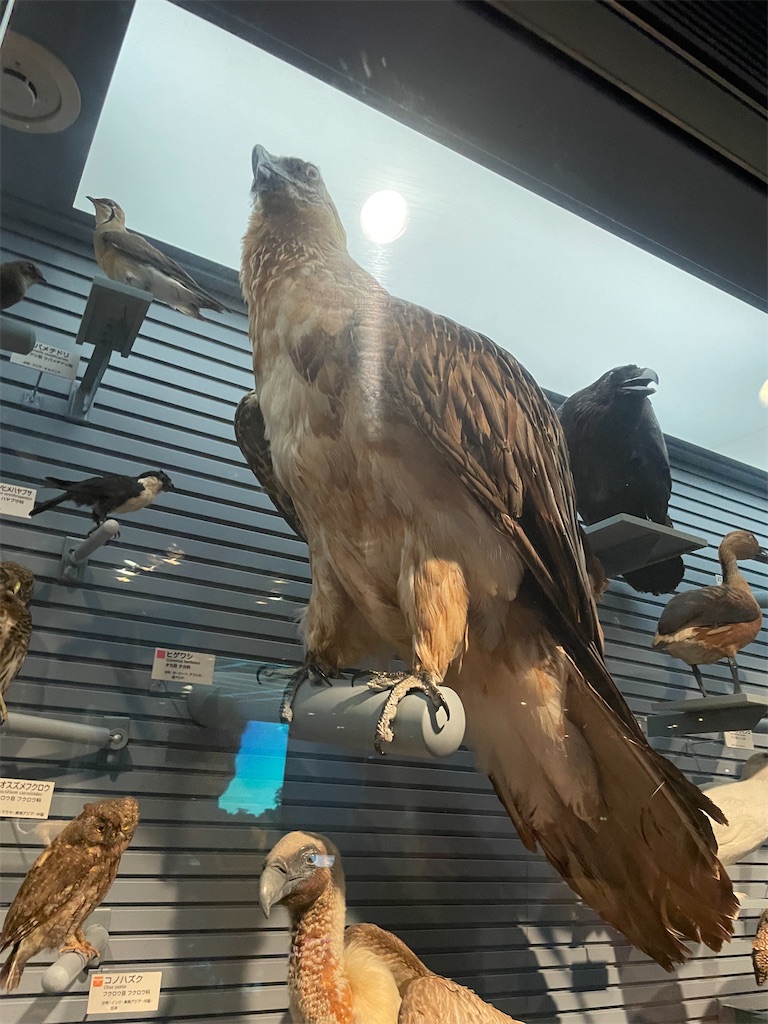 f:id:okie50asobi:20240729221434j:image f:id:okie50asobi:20240729221434j:image