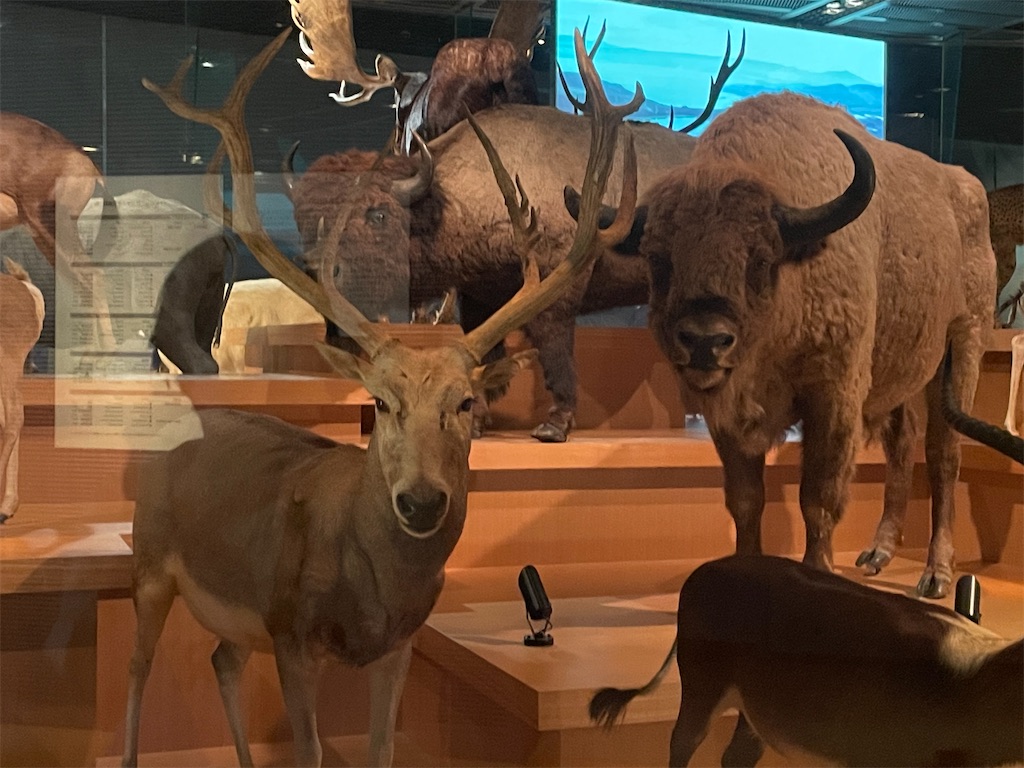 f:id:okie50asobi:20240729221538j:image f:id:okie50asobi:20240729221538j:image