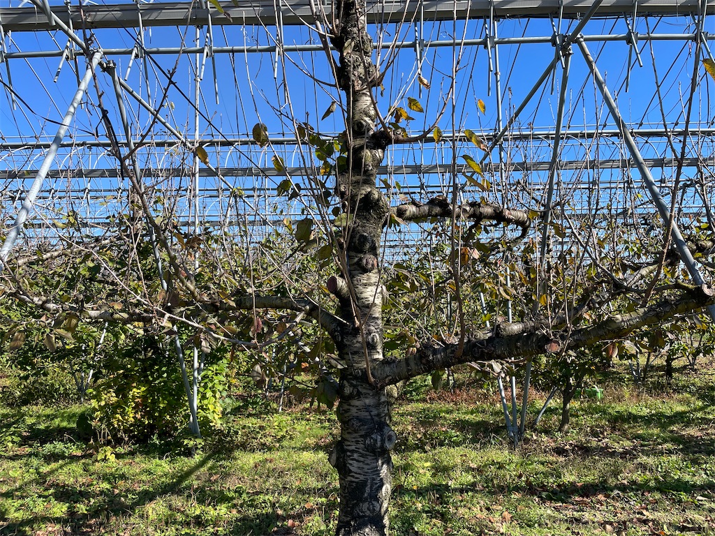 f:id:okie50asobi:20241121210137j:image f:id:okie50asobi:20241121210137j:image