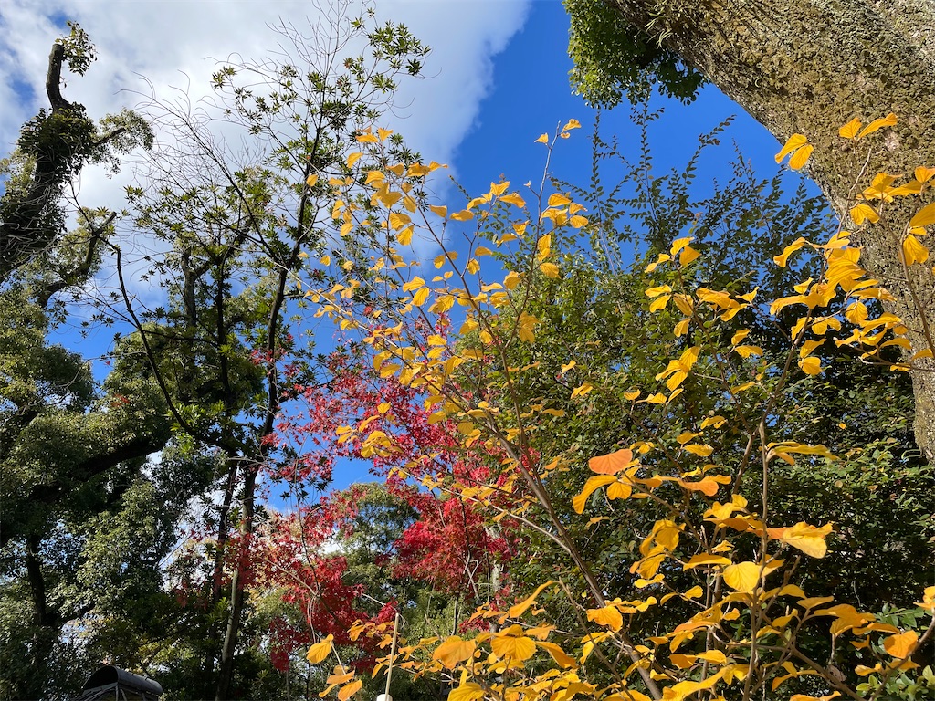 f:id:okie50asobi:20241210202522j:image f:id:okie50asobi:20241210202522j:image