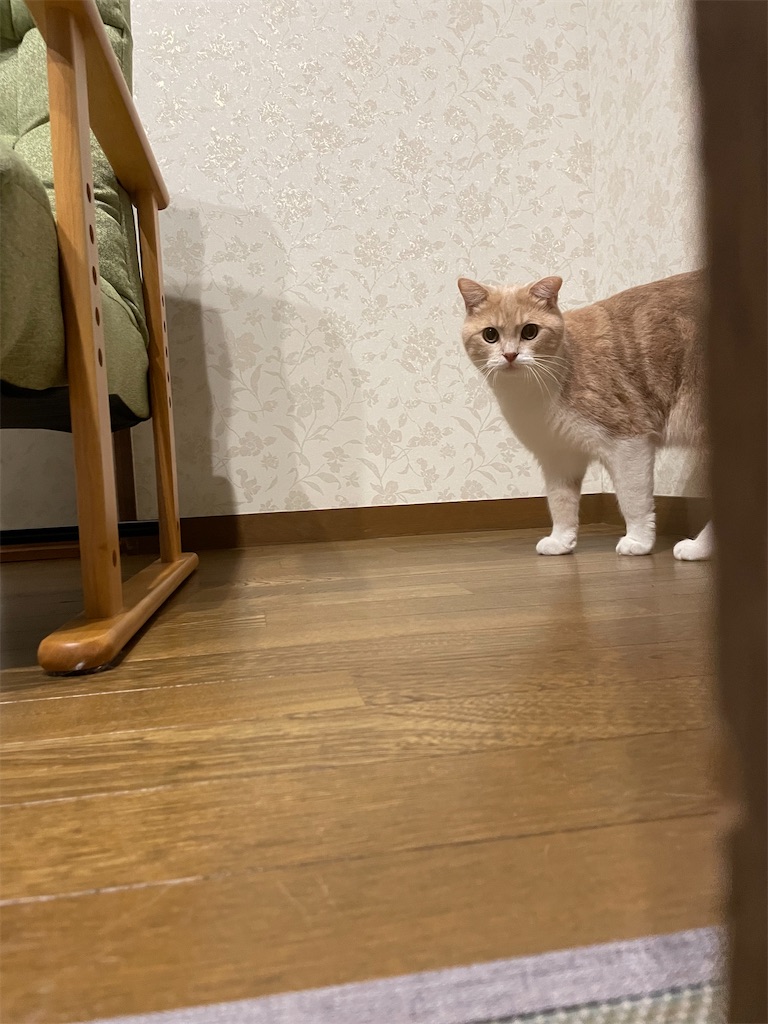 f:id:okie50asobi:20251021203249j:image f:id:okie50asobi:20251021203249j:image