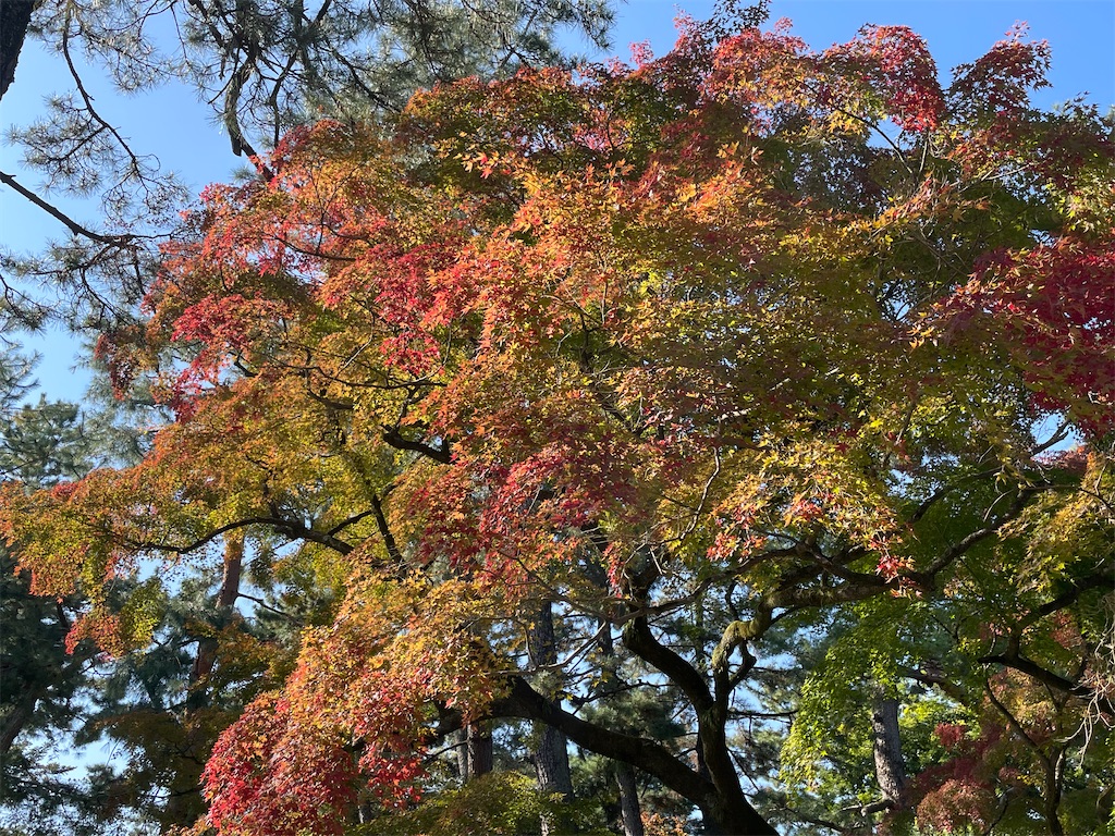 f:id:okie50asobi:20251108141004j:image f:id:okie50asobi:20251108141004j:image