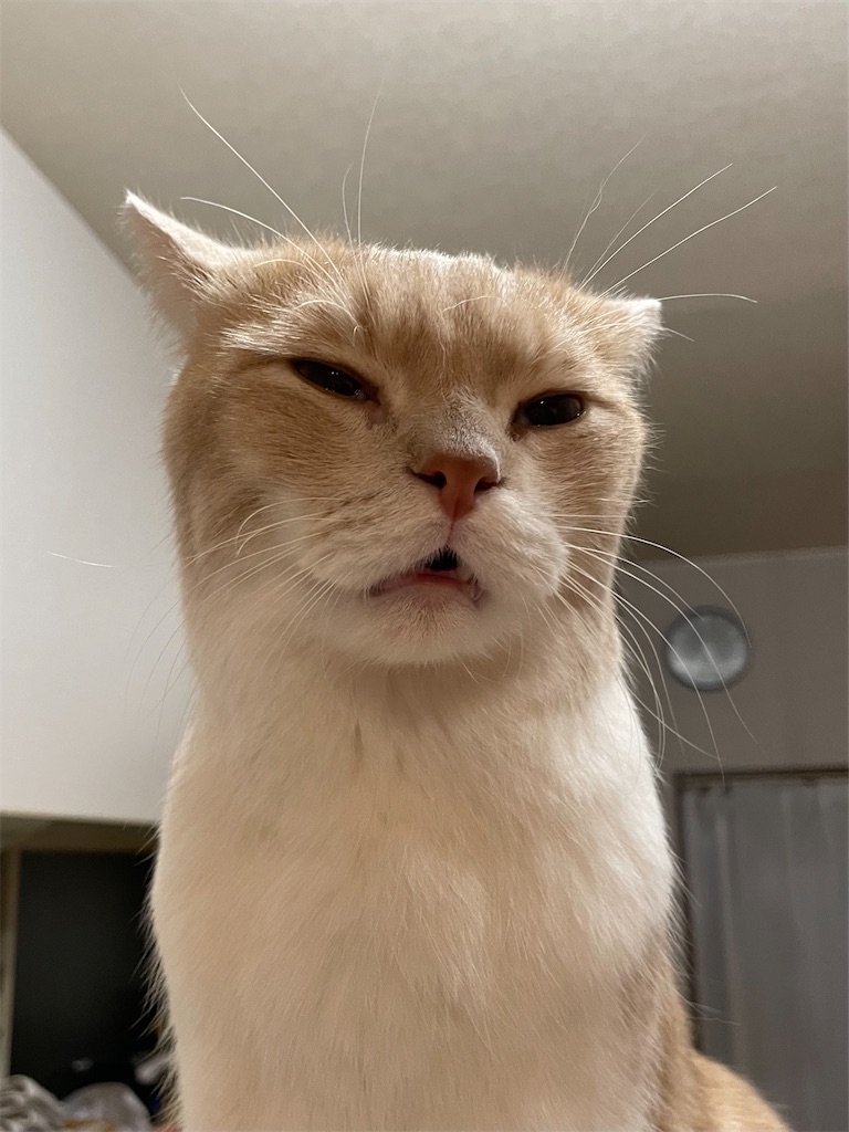 f:id:okie50asobi:20251112200500j:image f:id:okie50asobi:20251112200500j:image