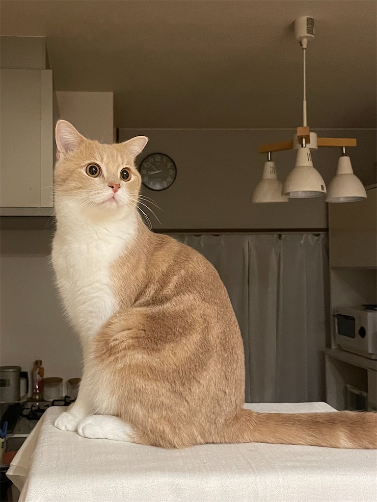 f:id:okie50asobi:20251112214255j:image f:id:okie50asobi:20251112214255j:image