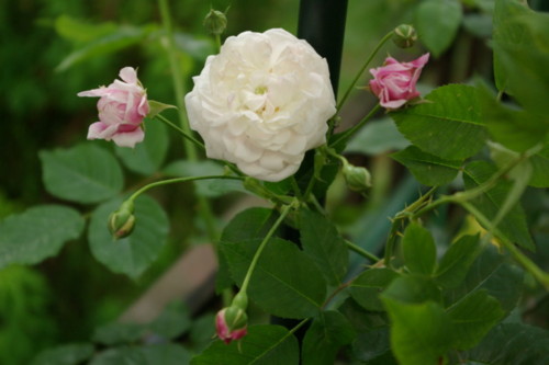 魅惑のランブラー もののけガーデンの番人