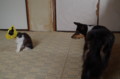 20170511083915