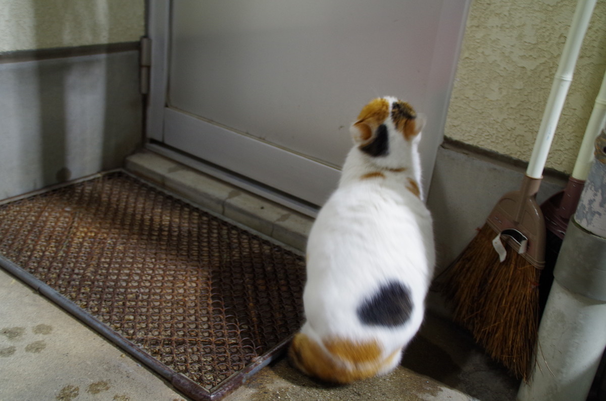 f:id:okikazu:20200215202413j:plain