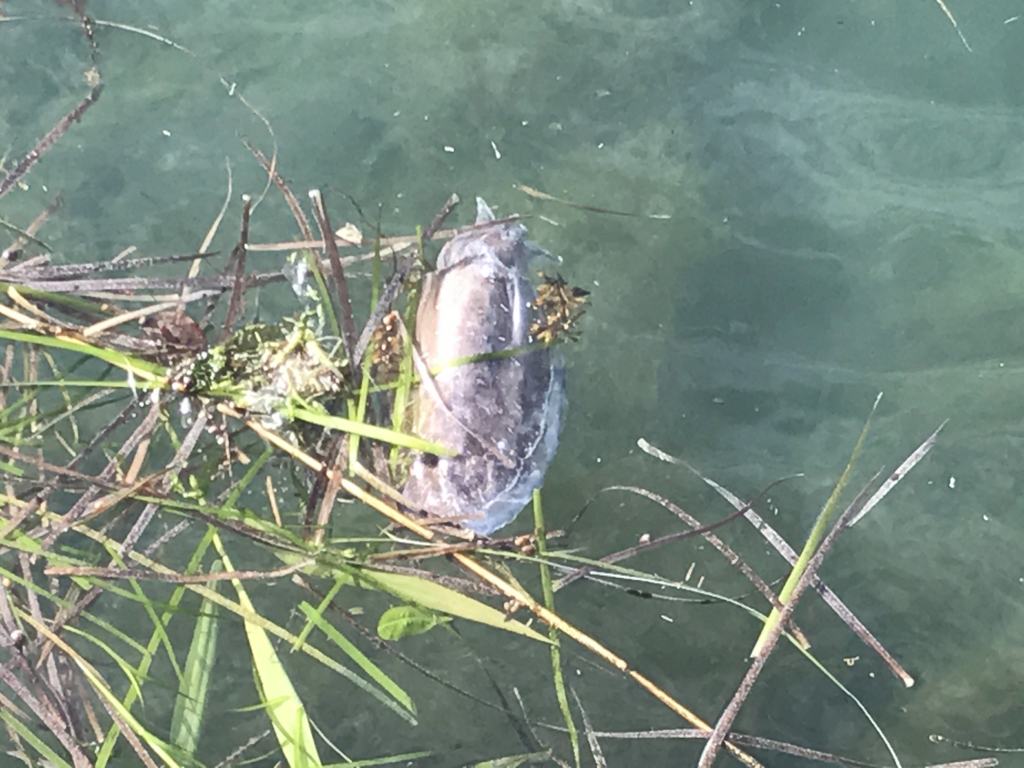 f:id:okimusan:20170507222811j:plain f:id:okimusan:20170507222811j:plain