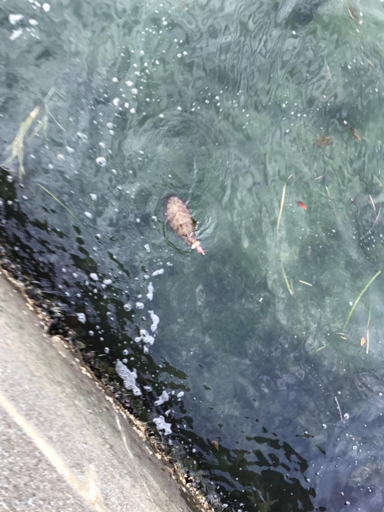 f:id:okimusan:20170507225647j:plain f:id:okimusan:20170507225647j:plain