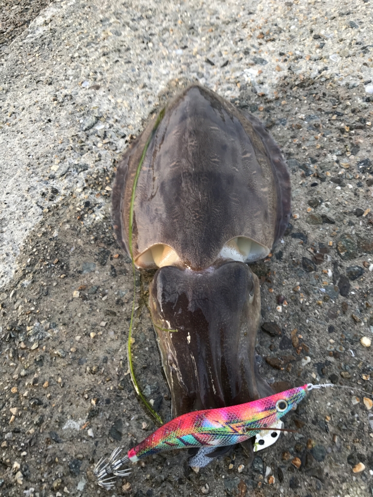 f:id:okimusan:20170507225655j:plain f:id:okimusan:20170507225655j:plain