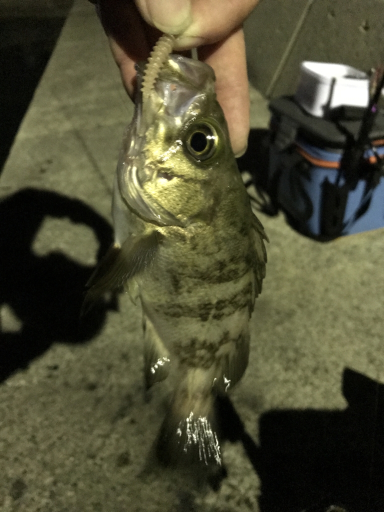 f:id:okimusan:20170507232139j:plain f:id:okimusan:20170507232139j:plain