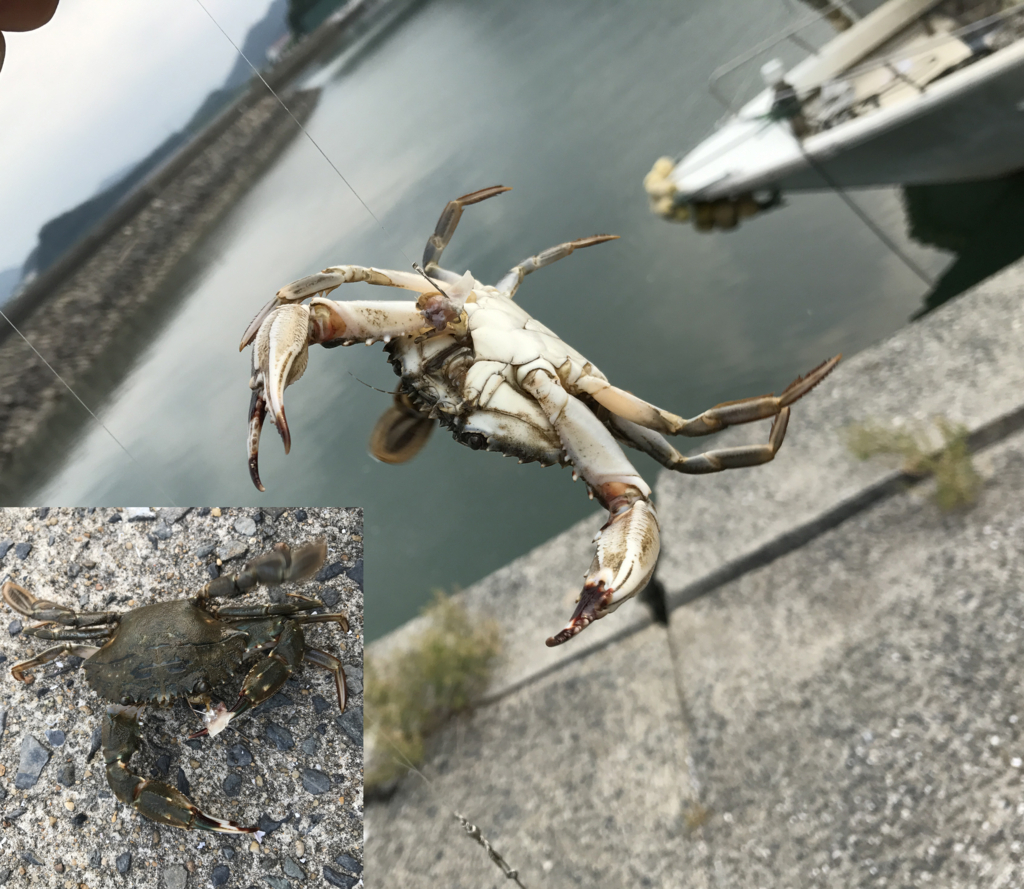 夏の釣り 釣りとわたし