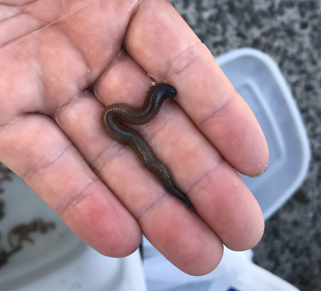 f:id:okimusan:20170815173707j:plain