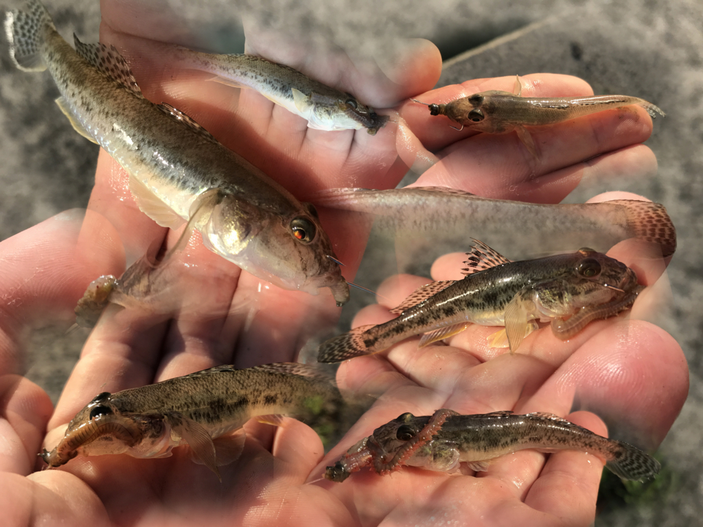 f:id:okimusan:20170815185308j:plain