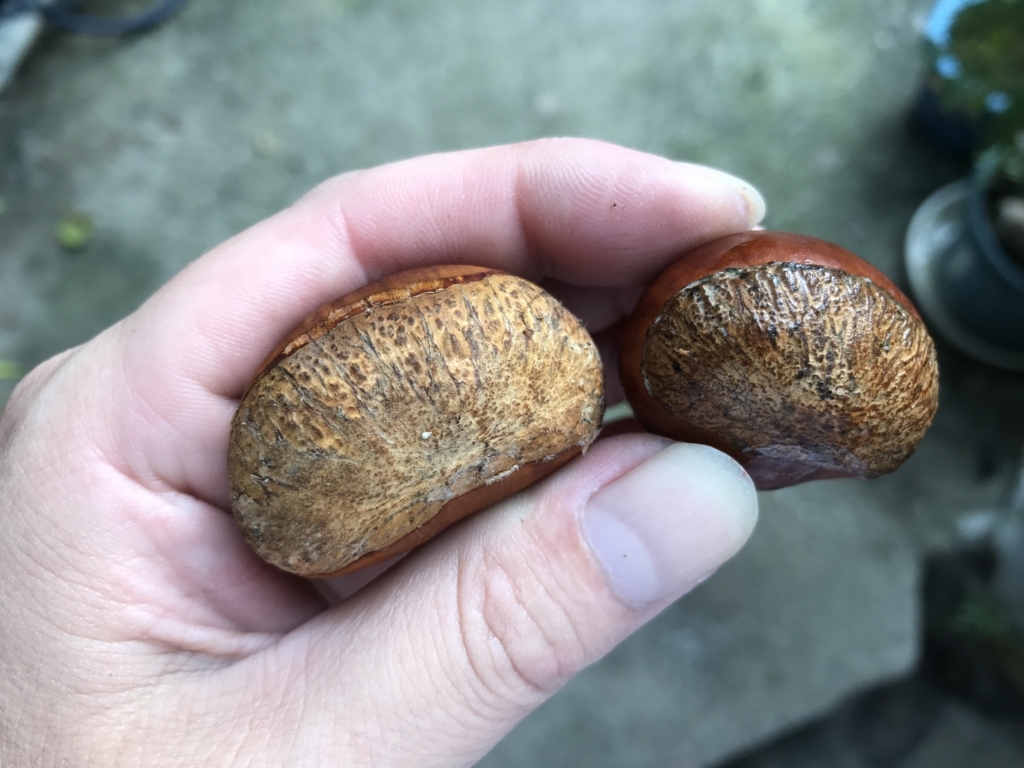 美味しい栗の食べ方 釣りとわたし 美味しい栗の食べ方 釣りとわたし