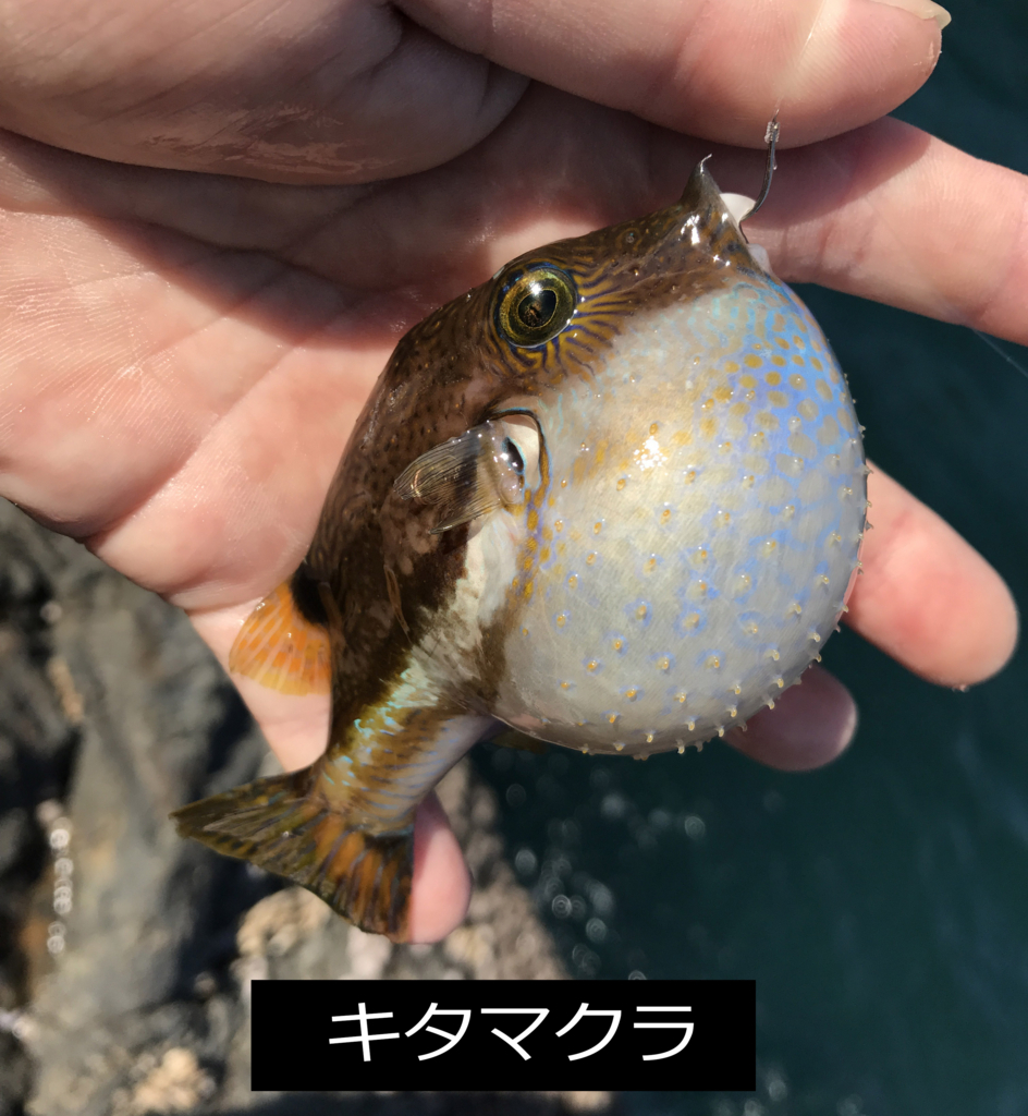 f:id:okimusan:20171001152804j:plain