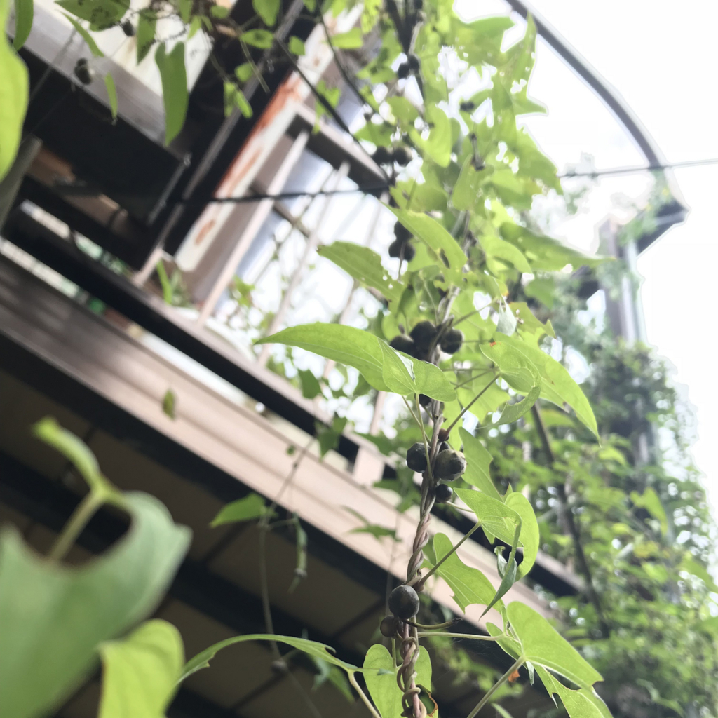 ムカゴって知っとる？ - 釣りとわたし