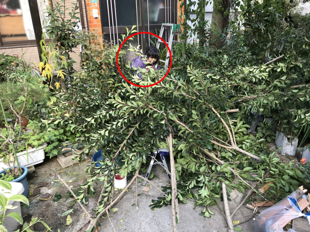 f:id:okimusan:20171112162332j:plain