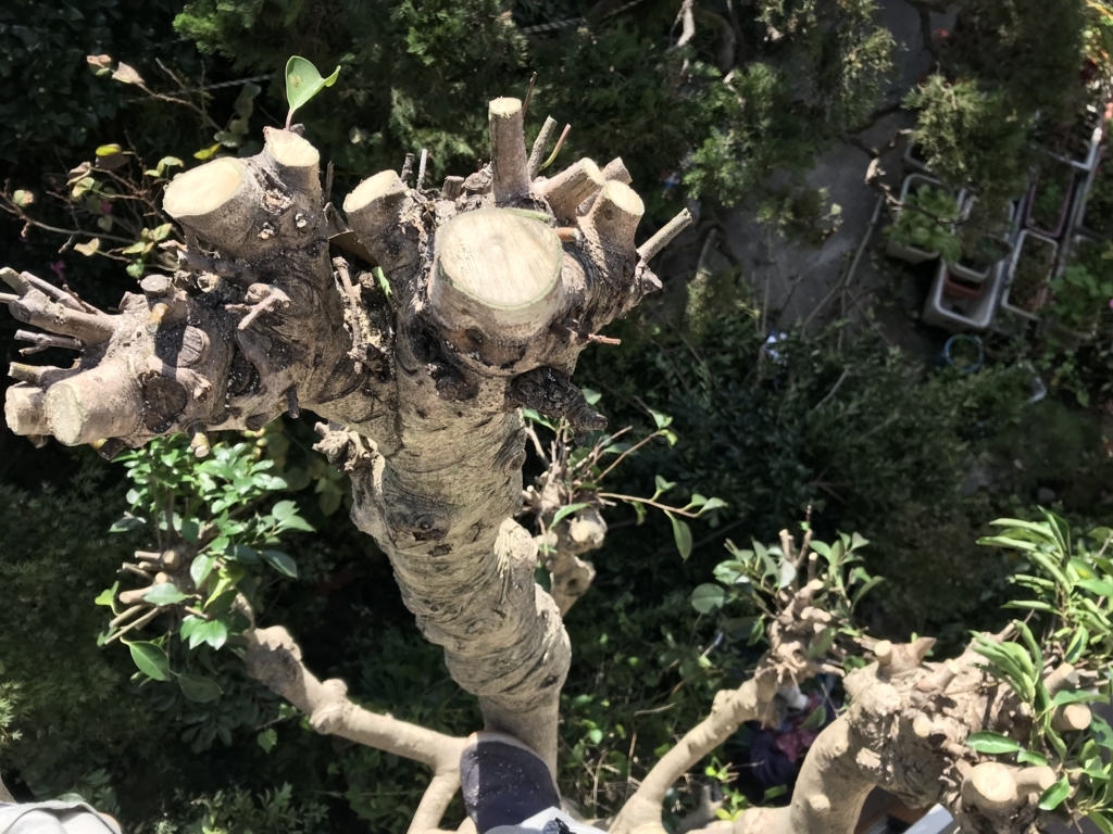 f:id:okimusan:20171112162600j:plain