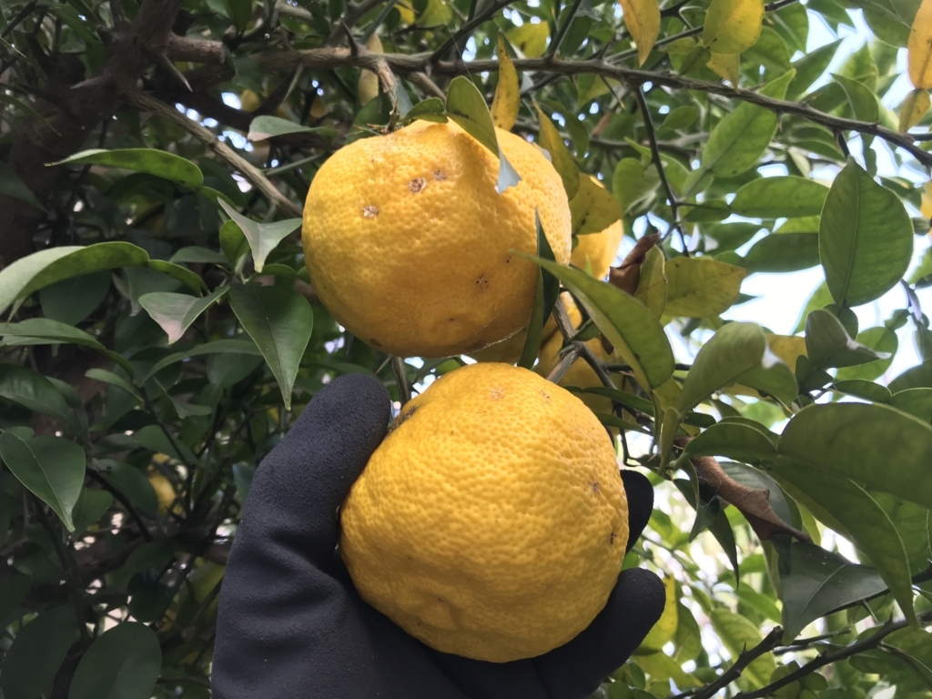 f:id:okimusan:20171112164434j:plain