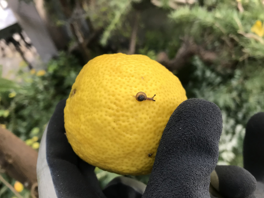 f:id:okimusan:20171112165451j:plain