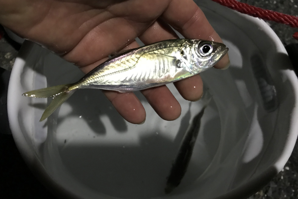 f:id:okimusan:20171112173940j:plain