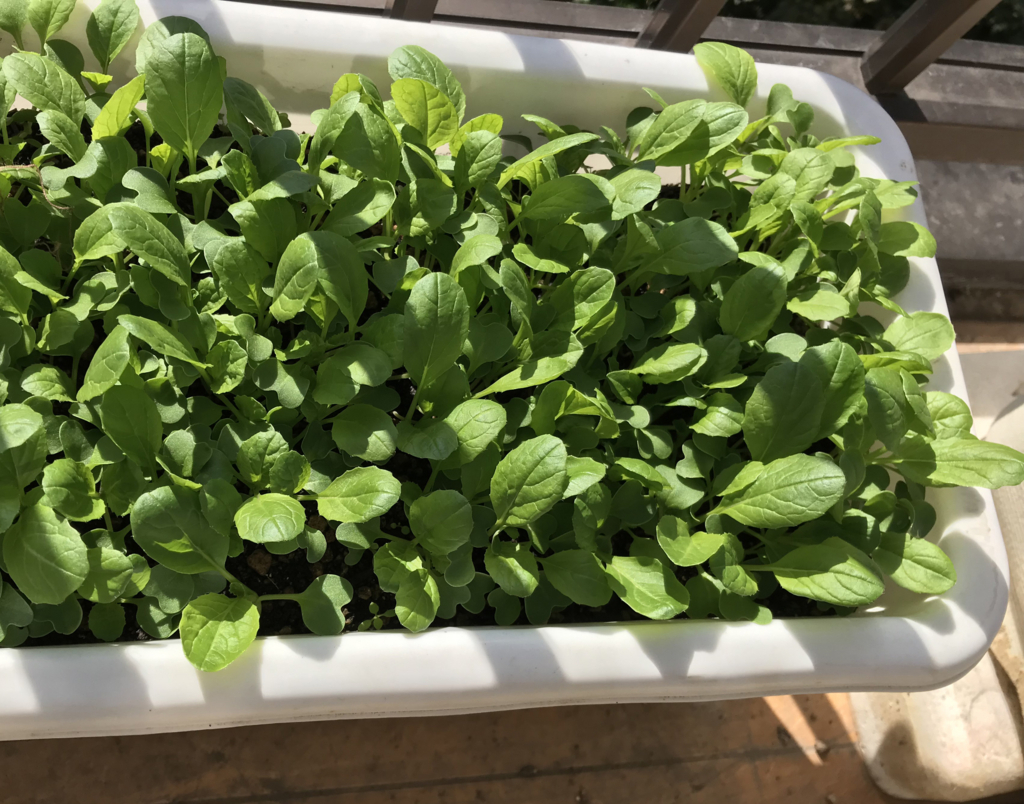 f:id:okimusan:20171112181652j:plain