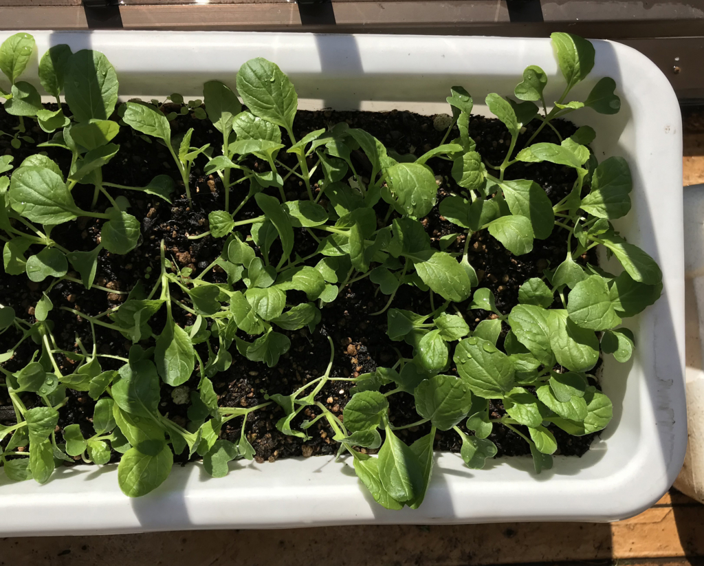 f:id:okimusan:20171112182143j:plain