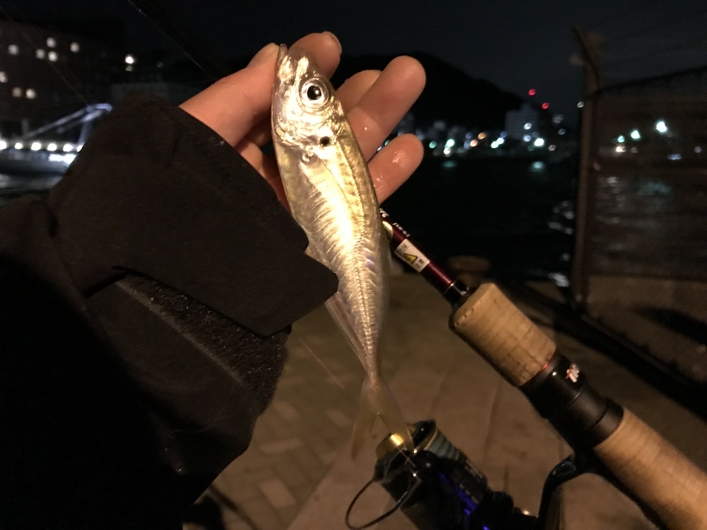 こんな日に釣りするヤツなんて ヤッパリ居なかったって話 関門アジング 釣りとわたし こんな日に釣りするヤツなんて ヤッパリ居なかったって話 関門アジング 釣りとわたし