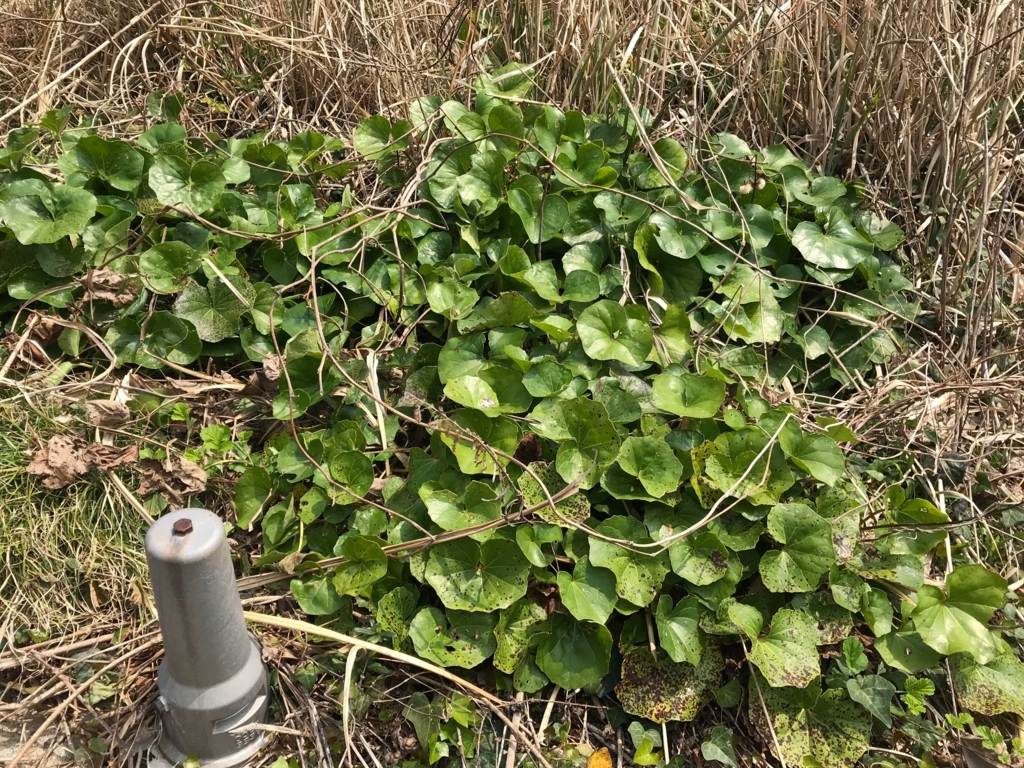 f:id:okimusan:20180327232027j:plain f:id:okimusan:20180327232027j:plain