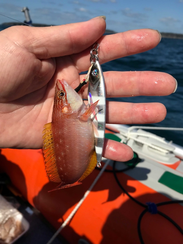 イカの切り身は強し 秋の２馬力ボート釣行 釣りとわたし