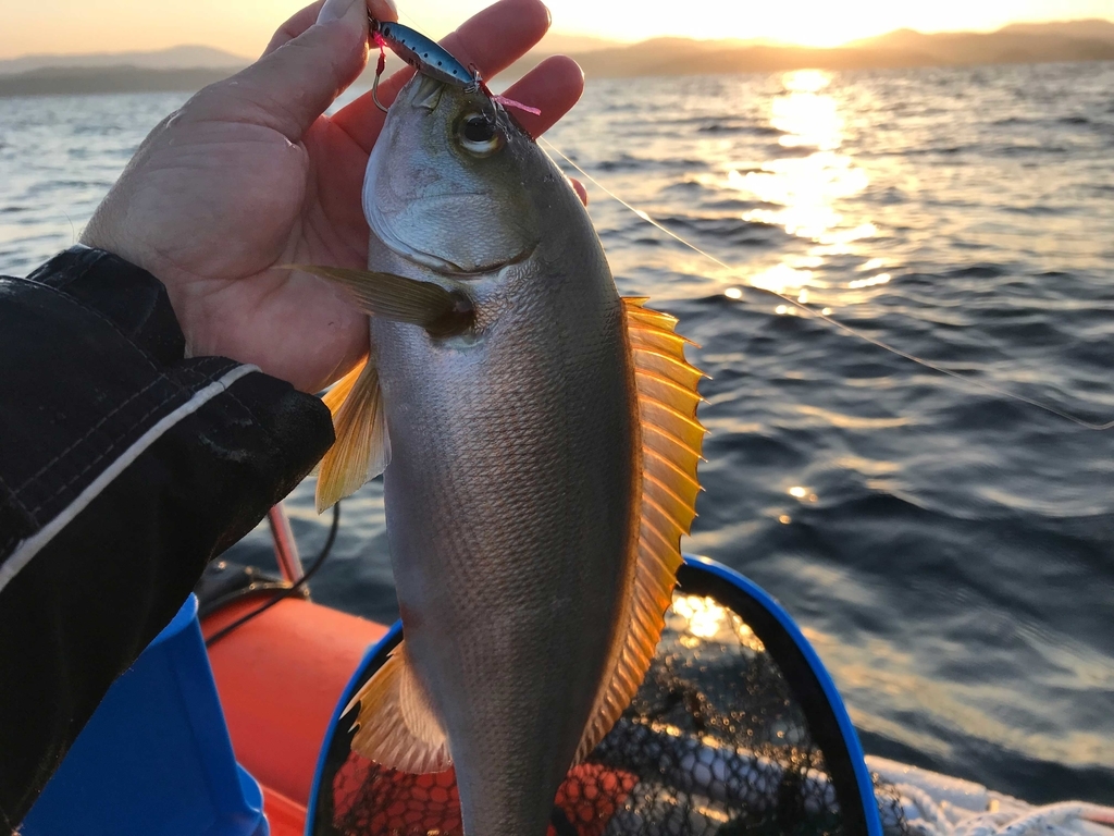 ２馬力ボート釣行 スーパーライトジギングでイサキ 釣りとわたし
