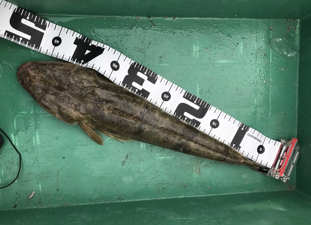 f:id:okimusan:20181119001237j:plain