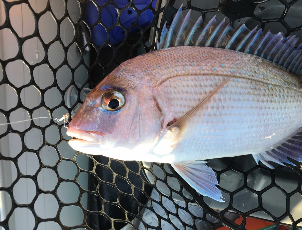 f:id:okimusan:20190930054606j:plain