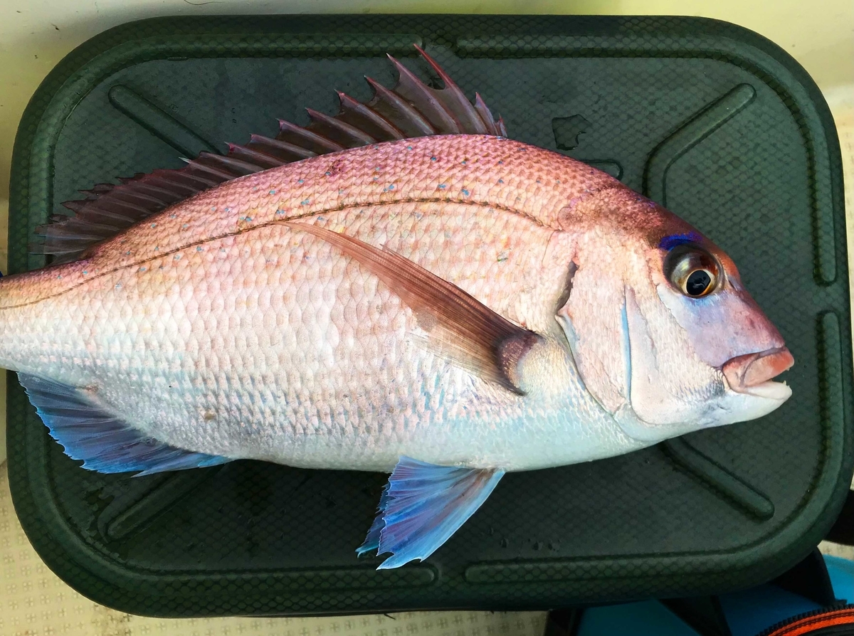 f:id:okimusan:20210306220249j:plain