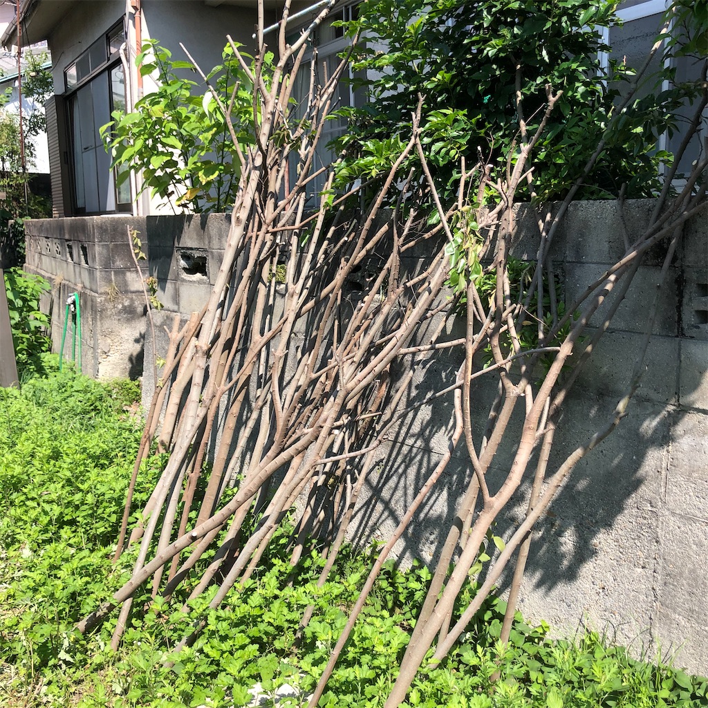 f:id:okinacco:20200611033432j:image