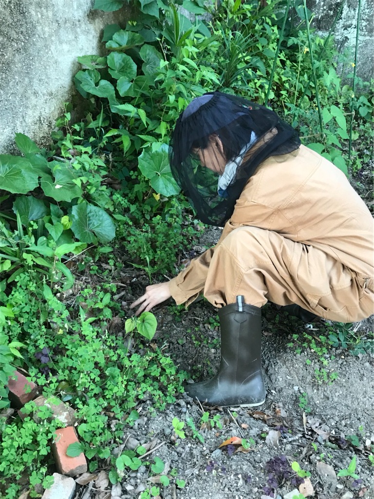 f:id:okinacco:20200611033643j:image